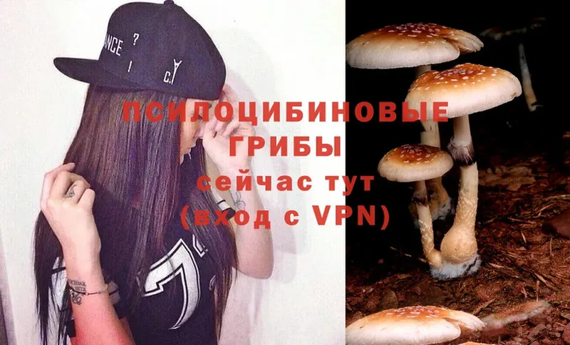 дарнет шоп  Бокситогорск  Псилоцибиновые грибы Psilocybine cubensis 